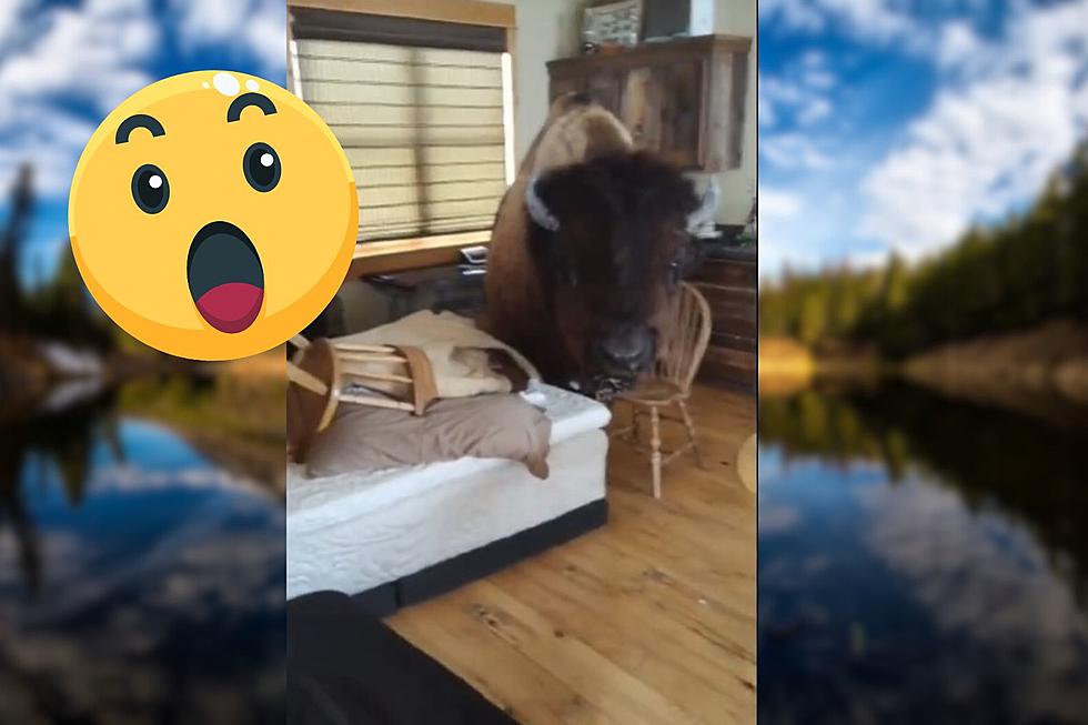 What If You Found A Bison In Your Montana Cabin?  
