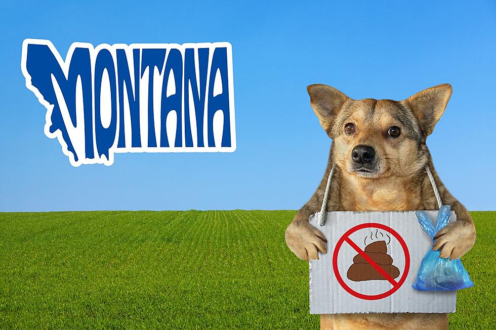 Is It Against The Law To NOT Pick Up My Dog's Poop in Montana?  