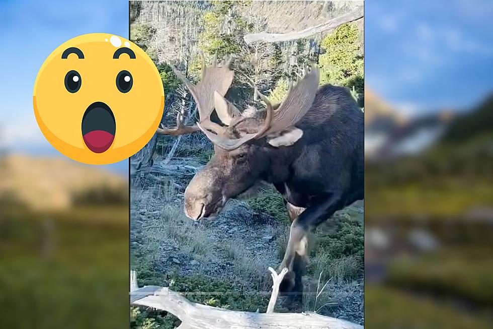 Close and Personal: A Remarkable Moose Encounter in Montana 