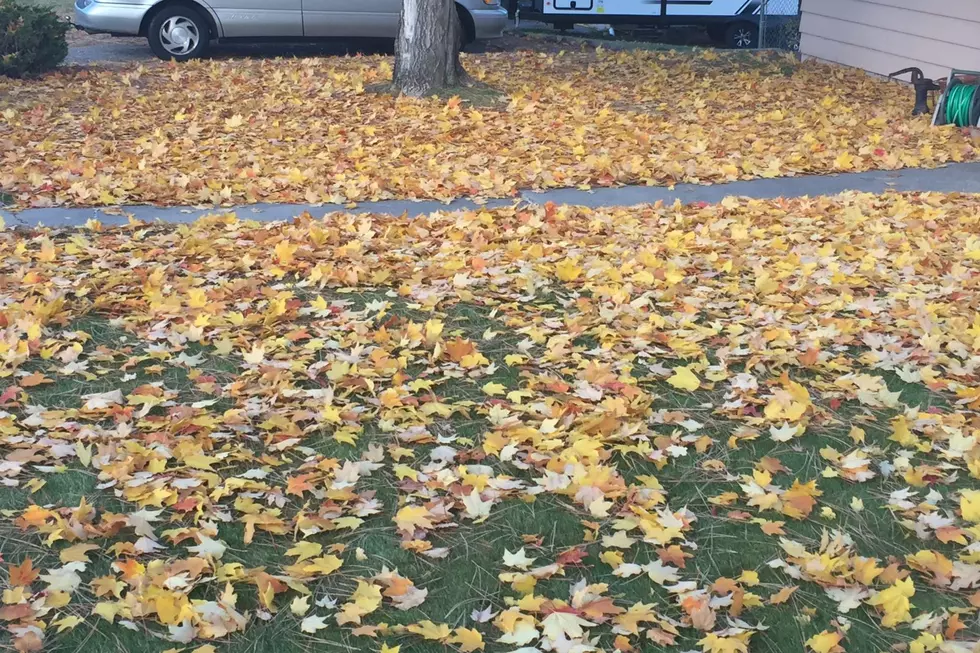 Montana Proven Tips to Clean Leaves From The Yard