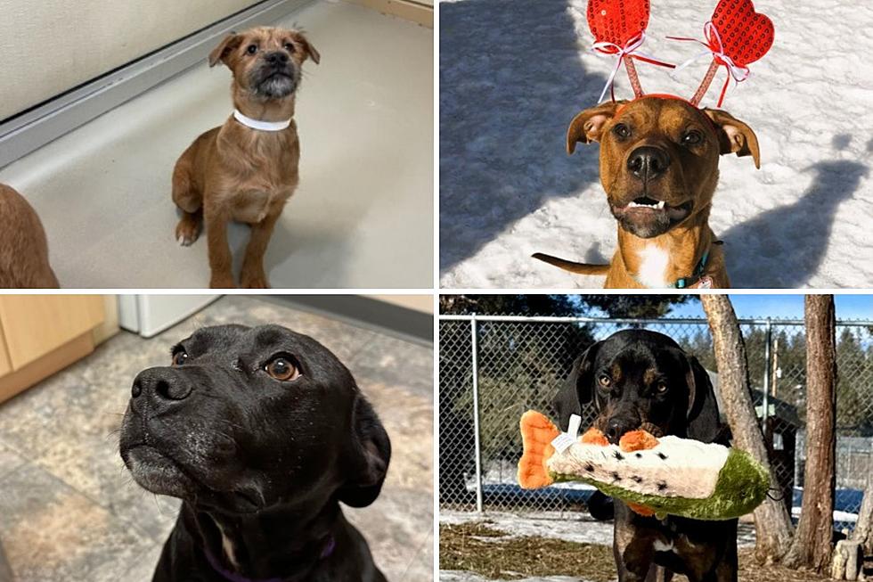 These Dogs at a Missoula Animal Shelter Look Like Our DJs