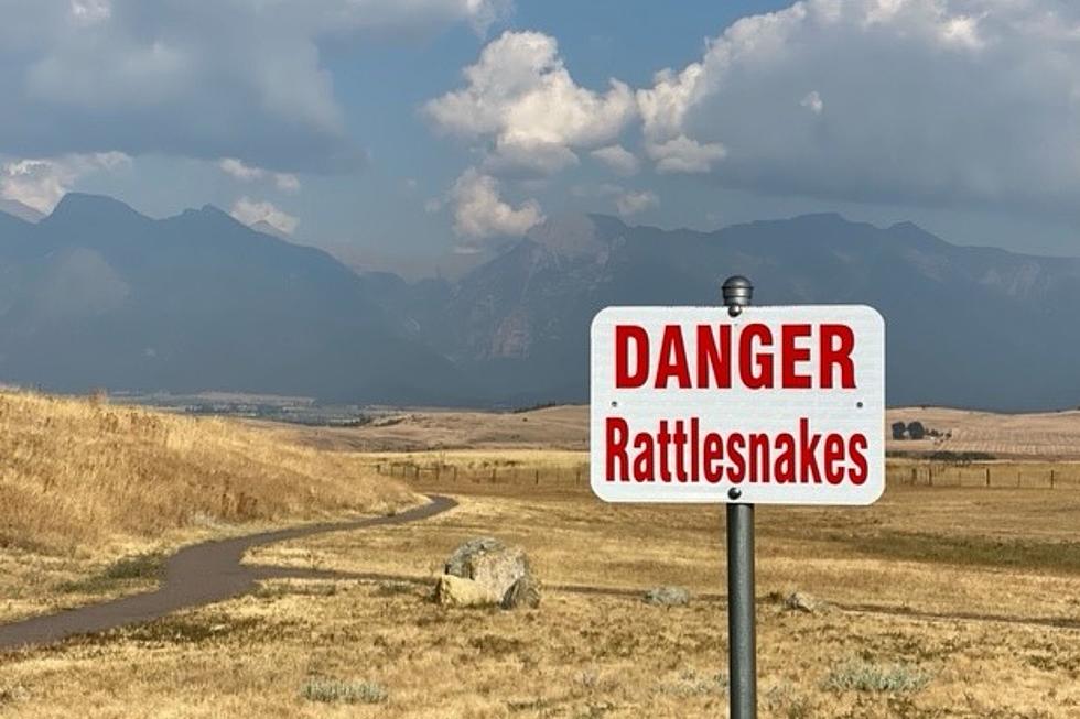 Near Snake Bite and Missoulians Debate: Rattlesnake or Bullsnake?