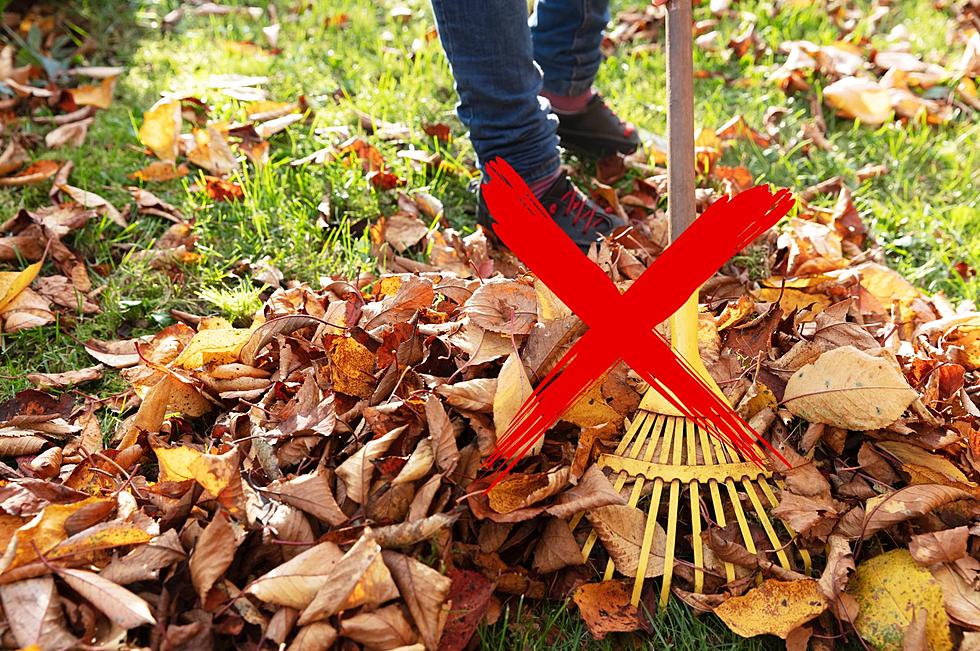 Should Montanans Stop Raking Their Leaves? Experts Weigh In