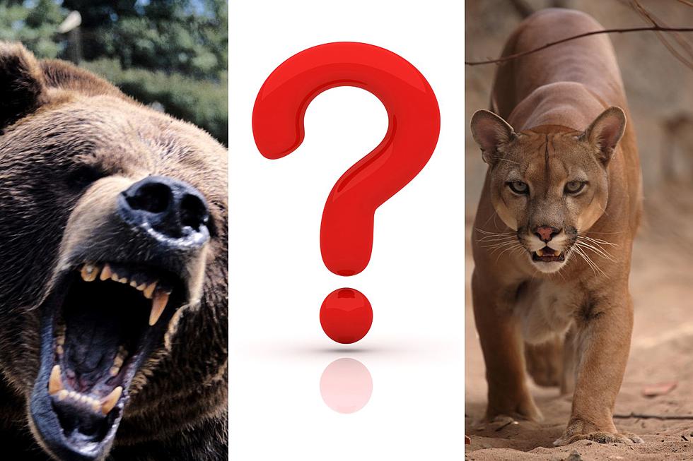 Montanans Aren’t Concerned About Mountain Lions or Bears, But Here Is What Does Cause Concern