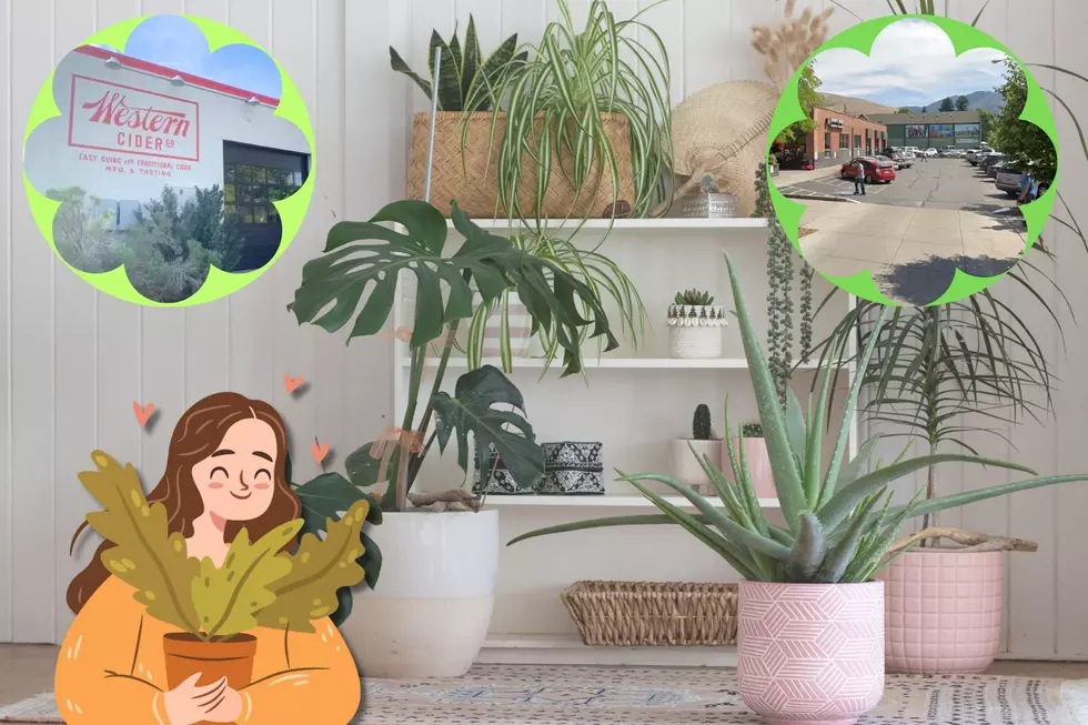 Here's How You Can Score Some Free Houseplants in Missoula