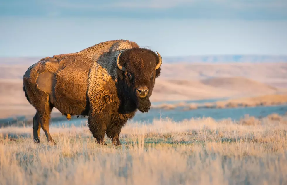 Spain Has Bulls—Montana Has Bison. Which Would You Rather Run From?
