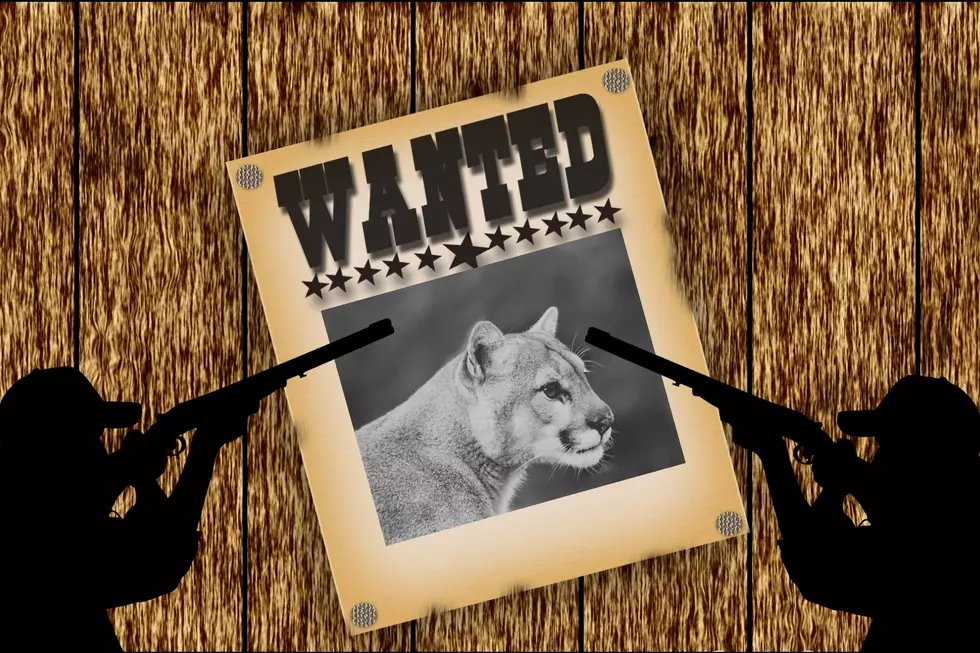 Want to Hunt a Colorado Mountain Lion? Better Follow the Rules
