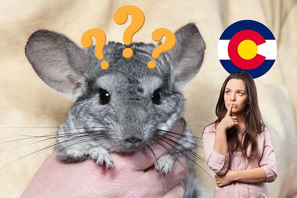Are Chinchillas Legal in Colorado?