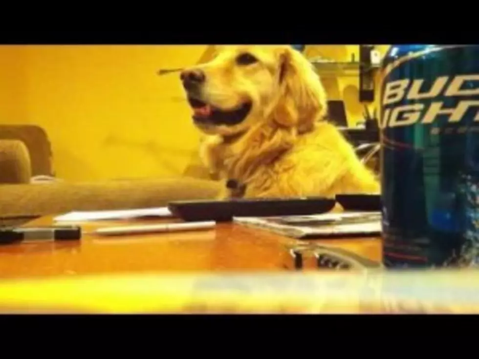 It&#8217;s A Dog Day Around Here! Dogs Love Music! [VIDEO]