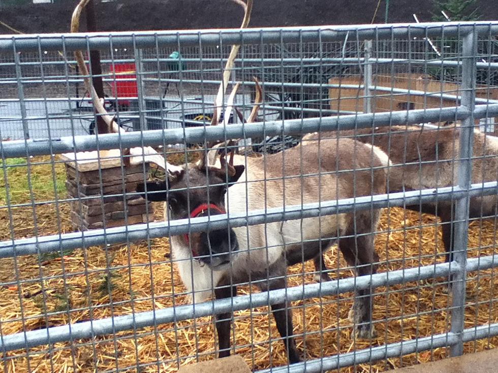 Did You Know Beaver Bark in Richland Has Real Reindeer?!