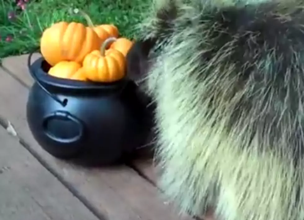 Pet Porcupine is Elated for Pumpkin Dinner! [VIDEO]
