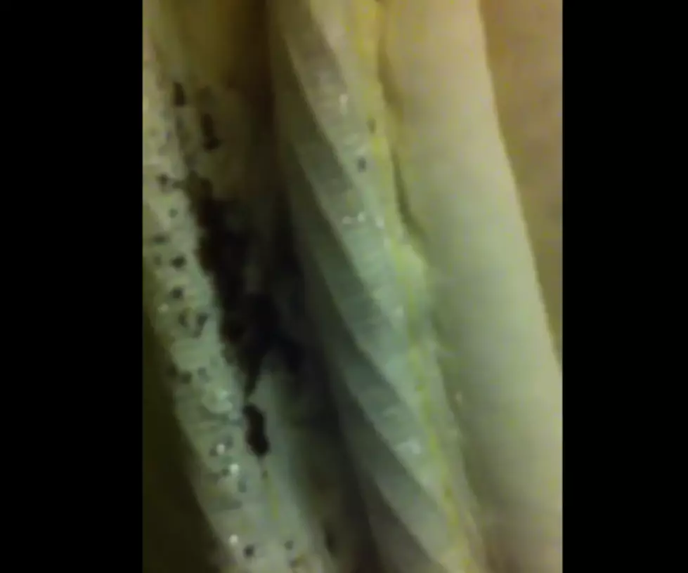 This is a Clump of Bed Bugs in a Fancy Hotel [VIDEO]