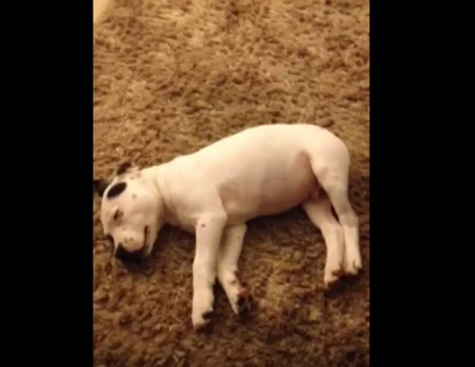 Dog Scared by His Own Fart [VIDEO]