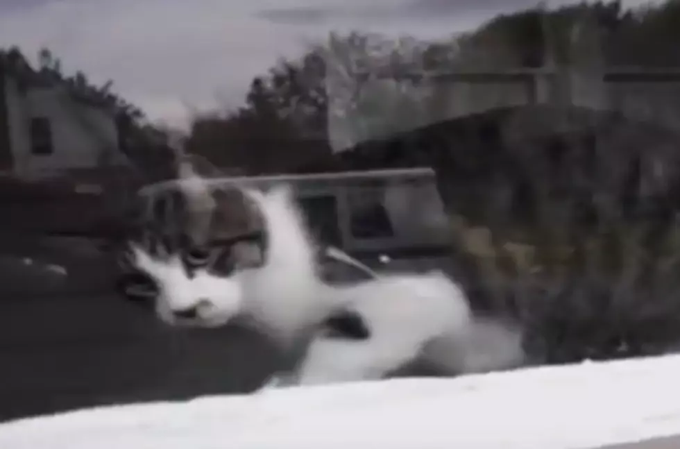 This Cat Waits For Him Everyday!!&#8230; Holy Guacamole! [VIDEO]