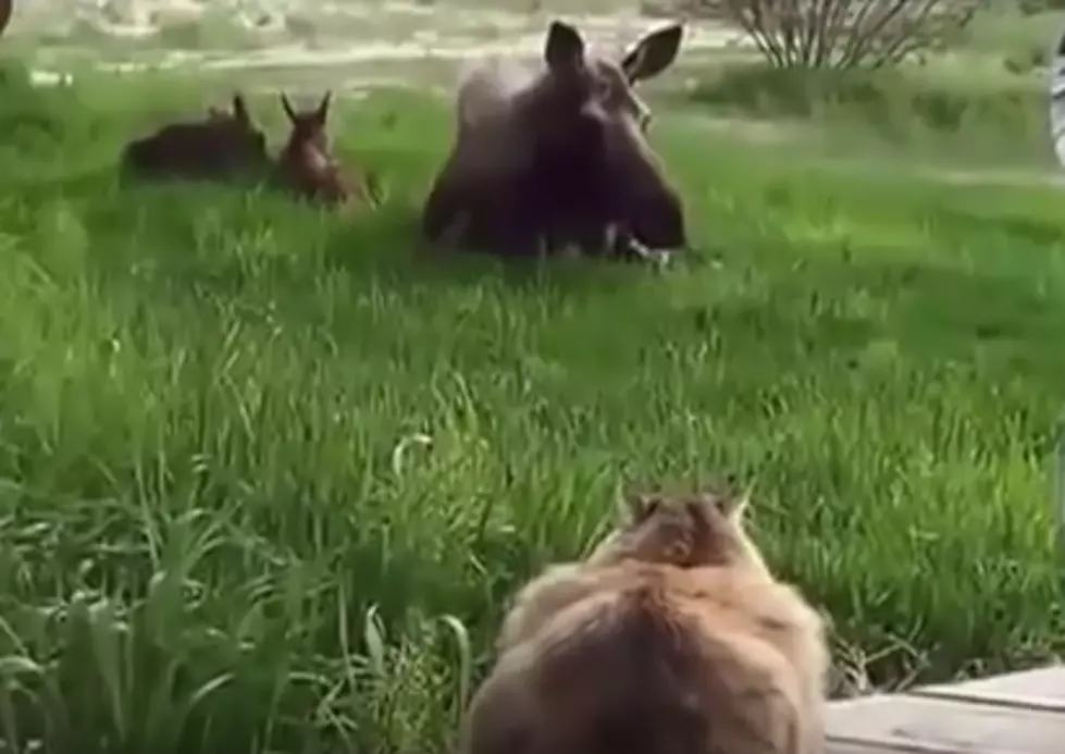Cat Stalks Moose Calves [Video]