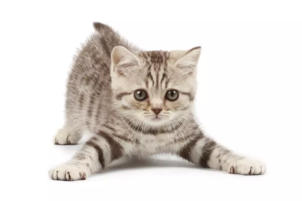 This Will Make Your Day&#8230;Kitten Olympics!!! [VIDEO]