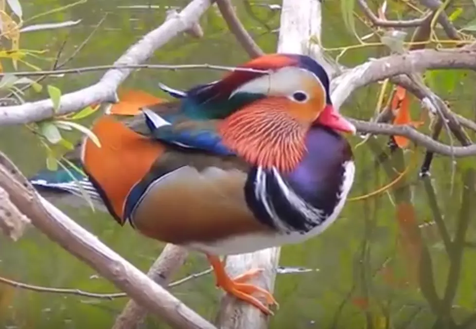 Mandarin Duck (Uncooked!) Watch the Beauty…