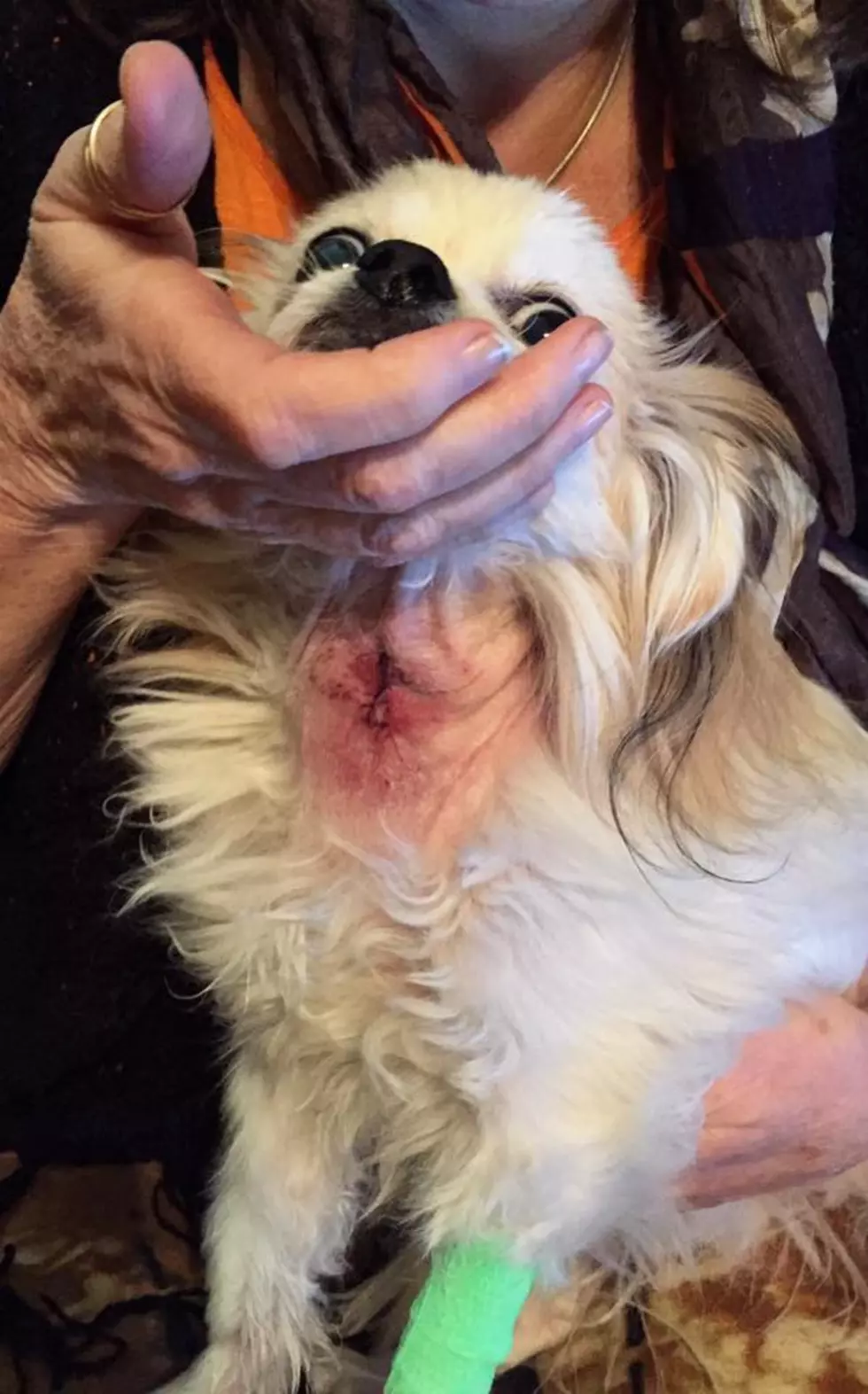 Holiday Table Scraps Almost Killed My Friend&#8217;s Dog