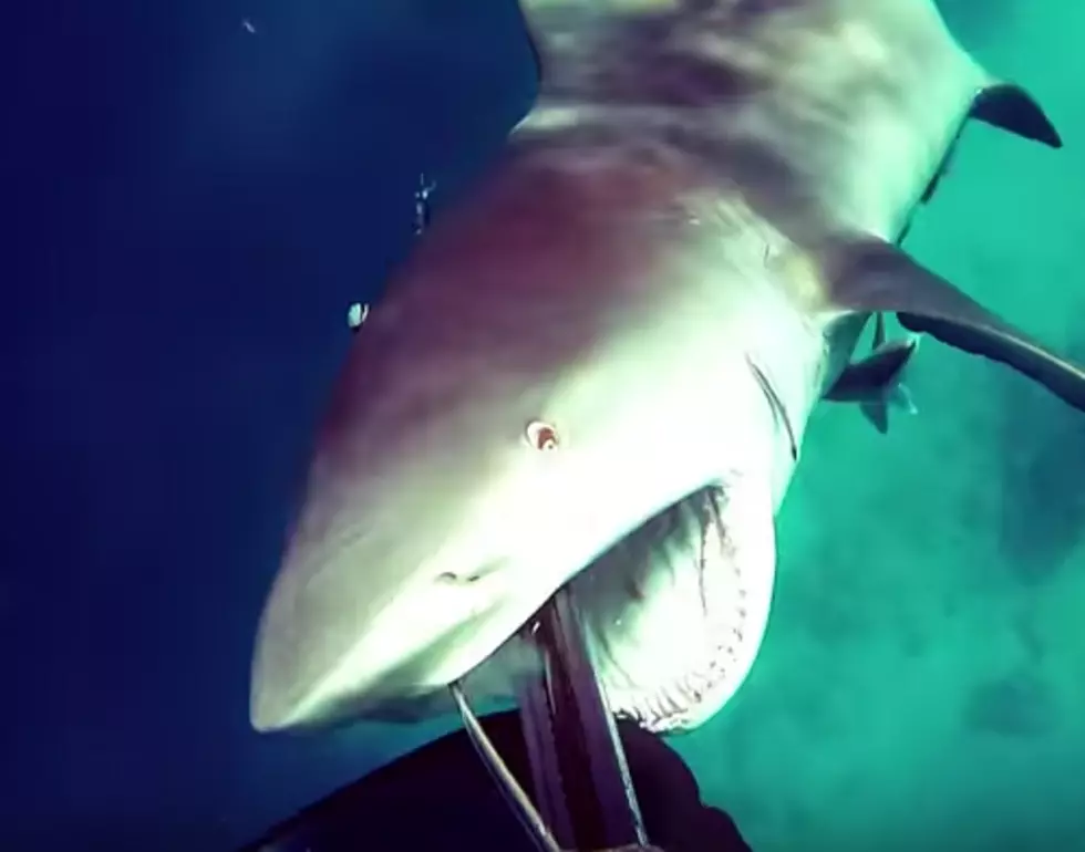 Watch This Bull Shark Attack the Wrong Guy!