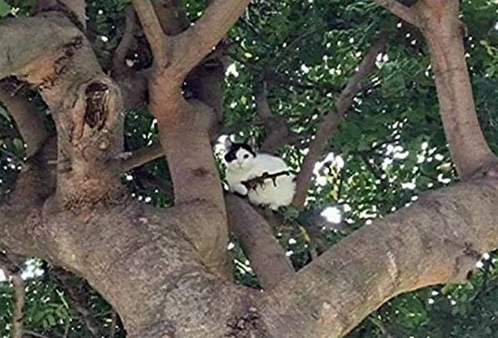 Cat in Tree With Assault Rifle
