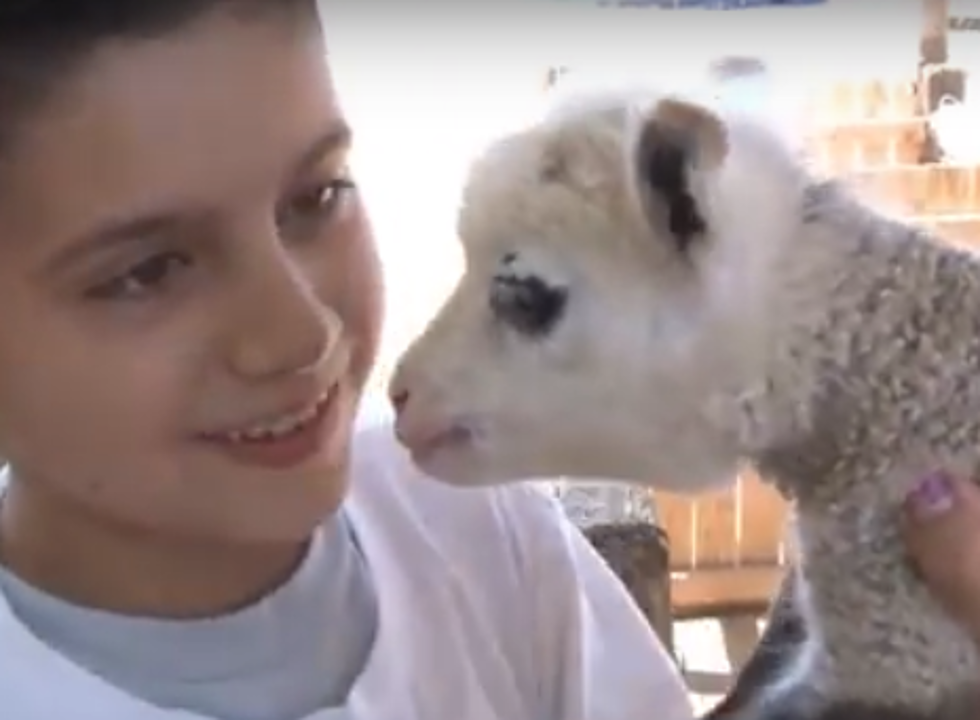 See the Cute Geep (A Goat + Sheep is a Geep!)