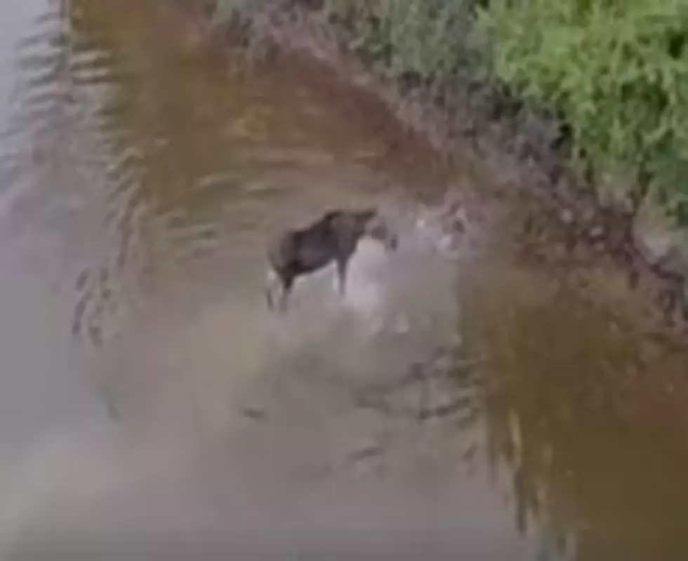 Amazing Video of Wolf Attacking Moose in Water…OMG!!!
