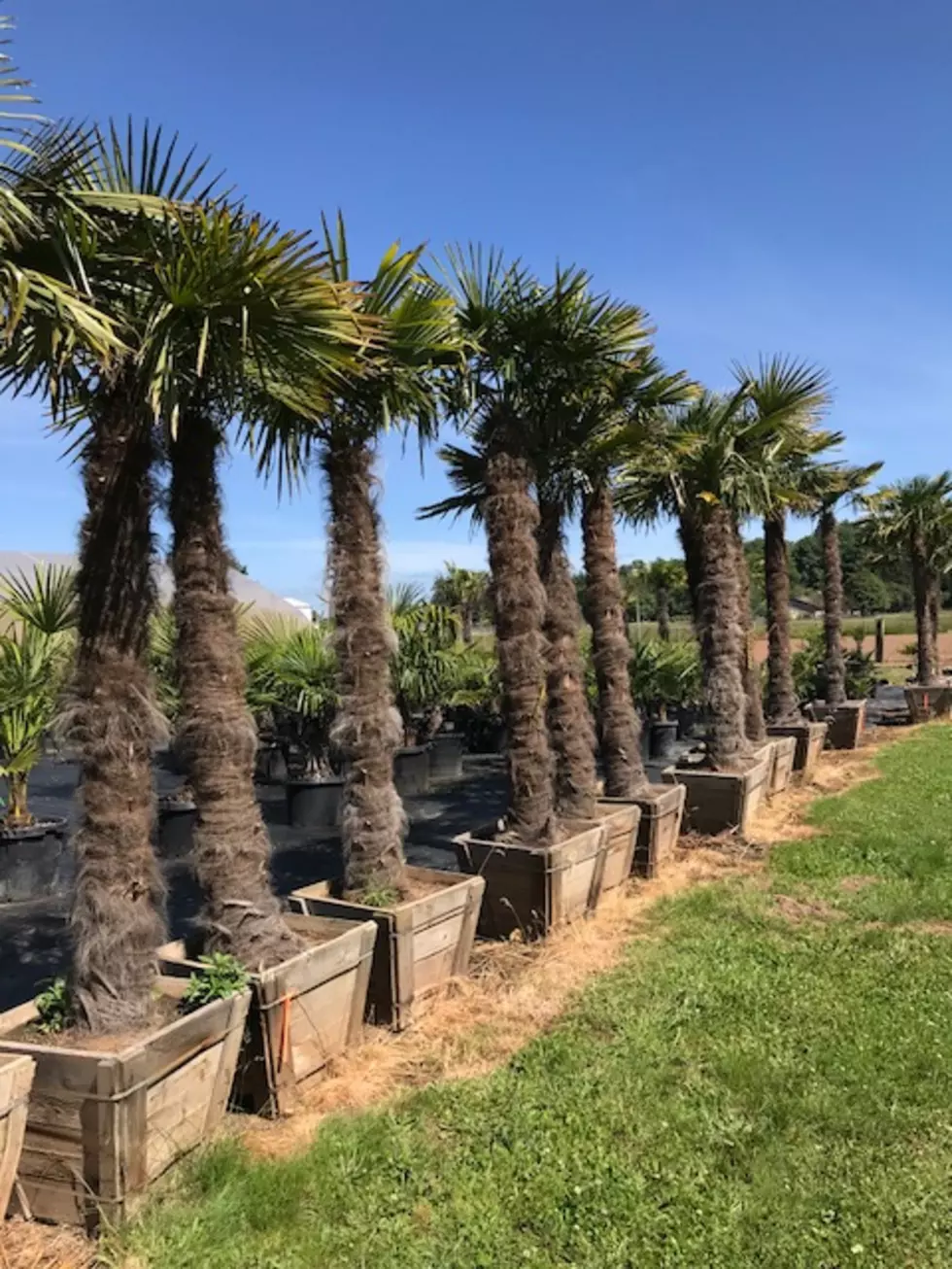 Palm Trees That Grow In Tri-Cities?