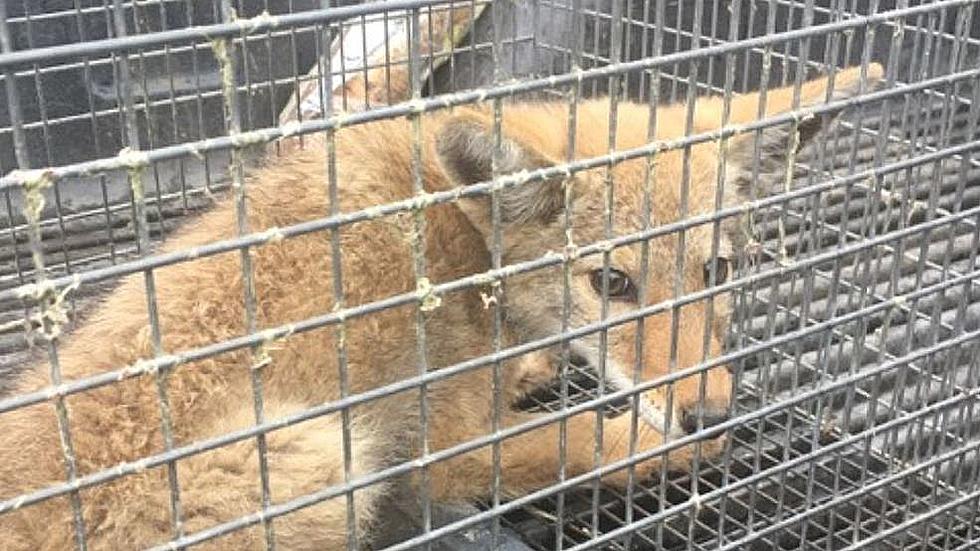 Coyote Pup Was Not Released to the Wild it Was Killed Instead!