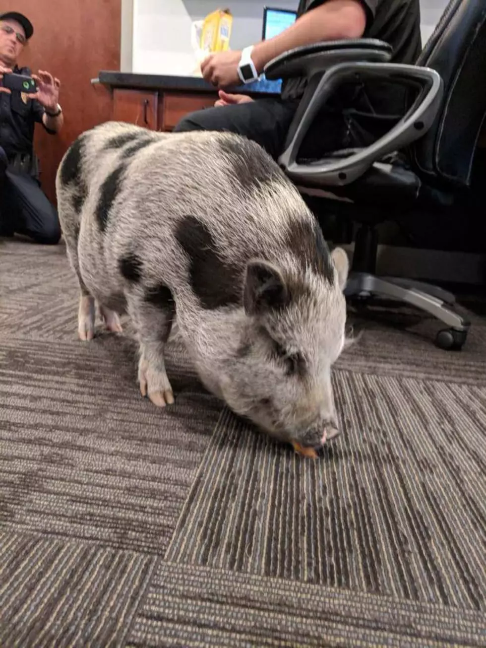 Escaped Pot Belly Pig Found Roaming 395 in Kennewick!
