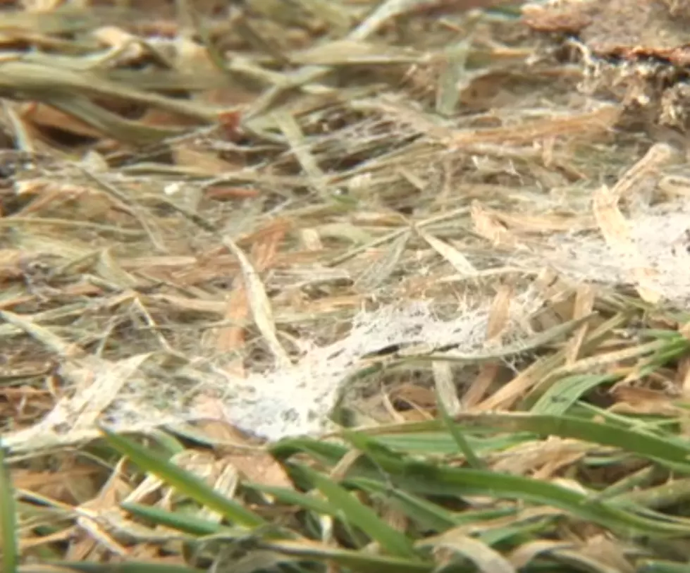 Your Lawn Probably Has ‘Snow Mold.’ Here’s How to Fix It.