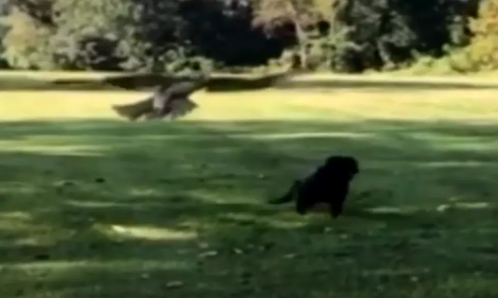 Hawk Swoops In to Snatch Small Dog in Park