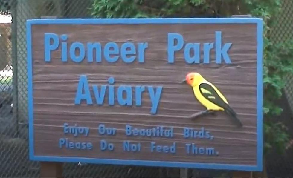Who is Killing Peacocks and Swans at Pioneer Park in Walla Walla?