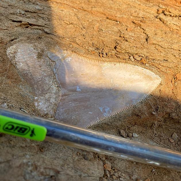 23 Million Yr Old Tooth Found in Washington State