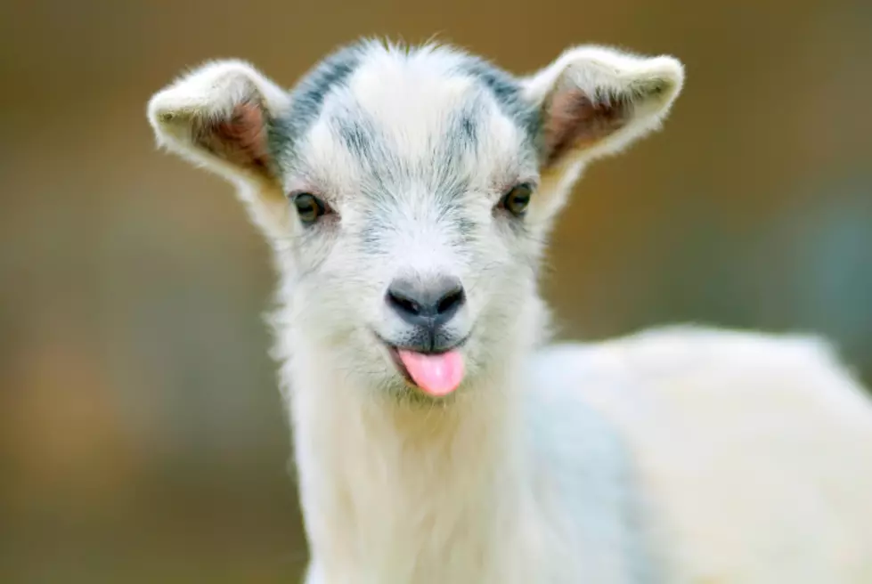 Send a Friend a Baby Goat (For a Great Cause)