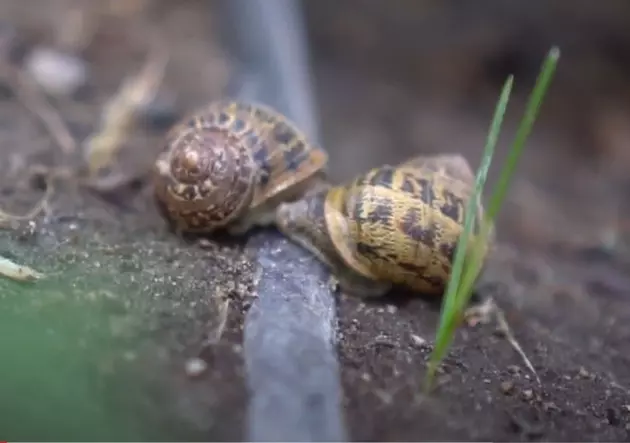 Is Tri-Cities Being Invaded by&#8230;.Snails and Slugs?