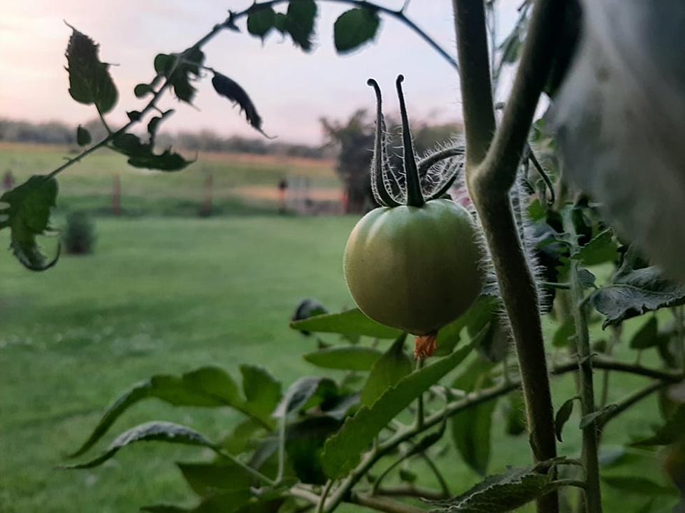 How are Your Tomatoes Doing This Year?