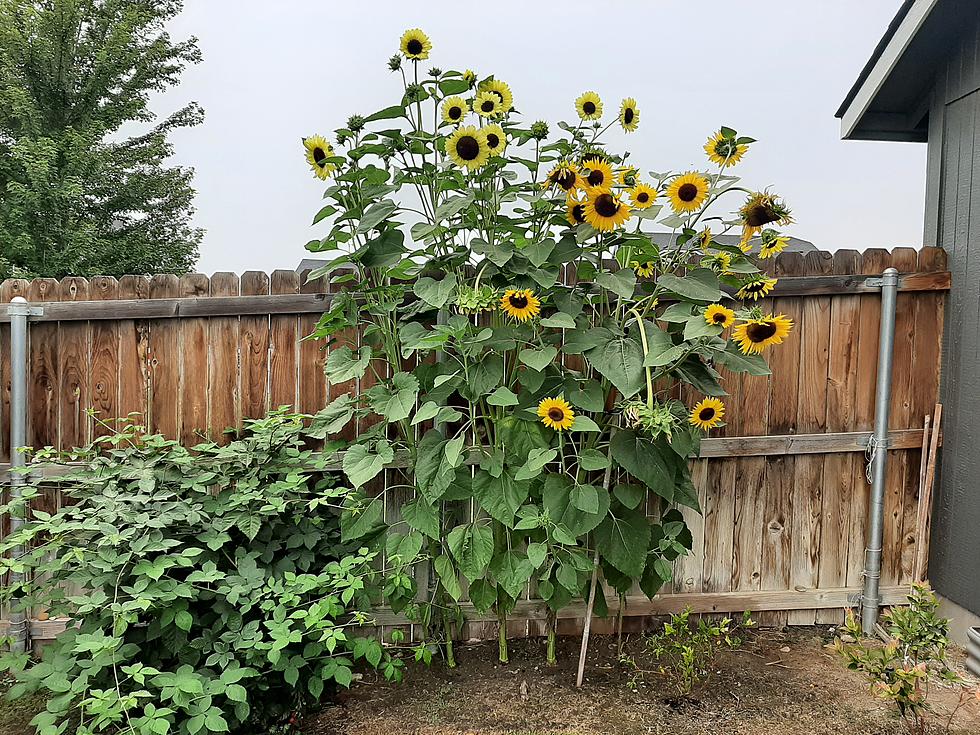 Fall is Coming, but Don’t Throw Those Dead Sunflowers Away!