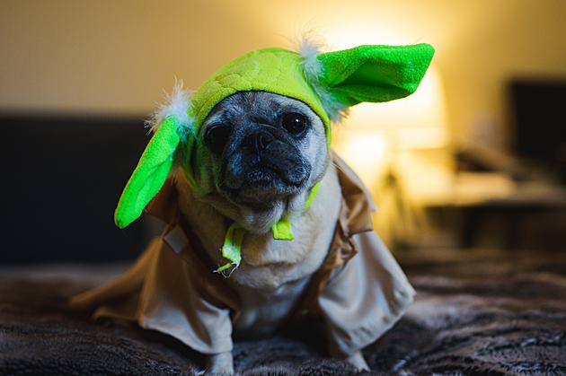 Pet Costume Contests You Can Enter with Just a Photo