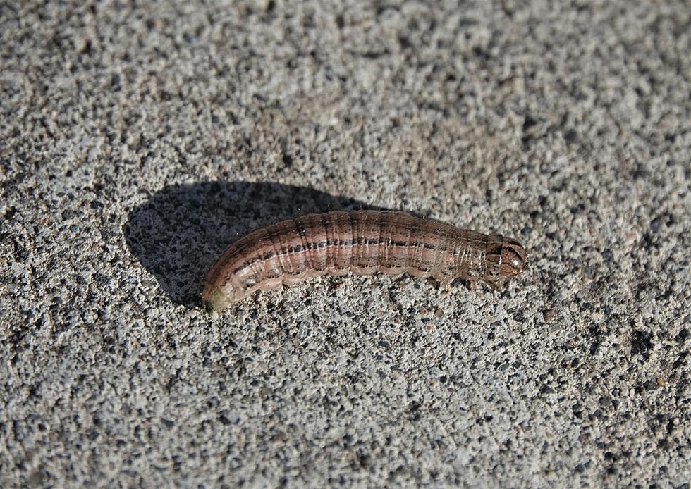 Armyworms Invade Tri-Cities’ Lawns…Here’s What to Do