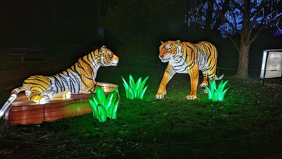 “Wildlanterns” Light Display is Worth the Drive from Tri-Cities