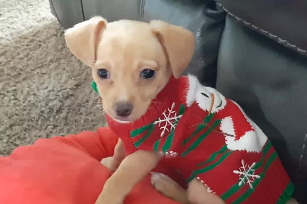 My Saddest Christmas Ever &#8211; A Dog Story