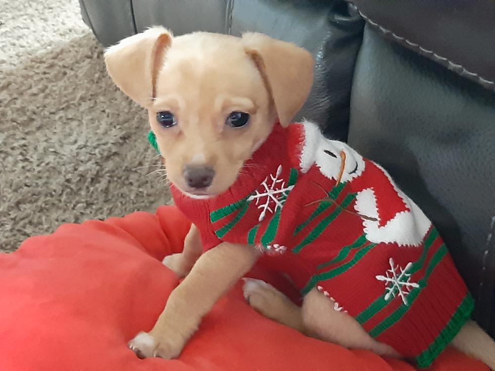My Saddest Christmas Ever – A Dog Story
