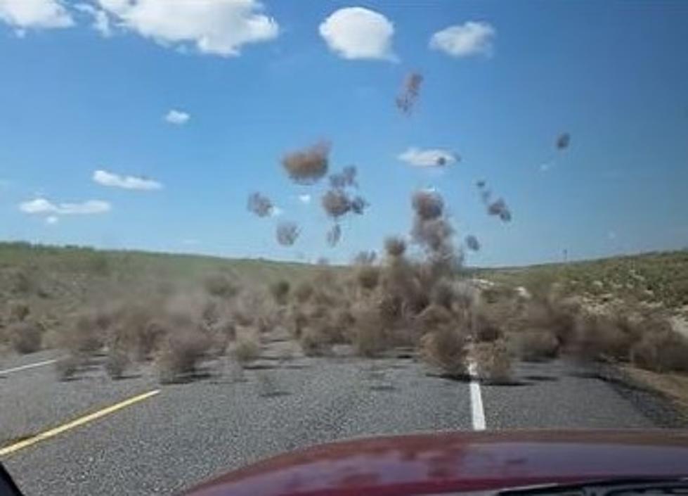 50 M.P.H. Winds Means Tumbleweed FREEDOM [PHOTOS]