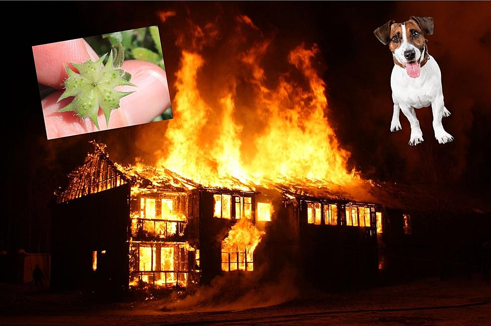 How A Goat Head Weed Saved A Home From Burning Down in Tri-Cities