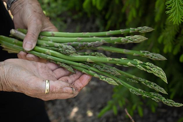 Middleton Farms Asparagus Fest is Back After Two Long Years!