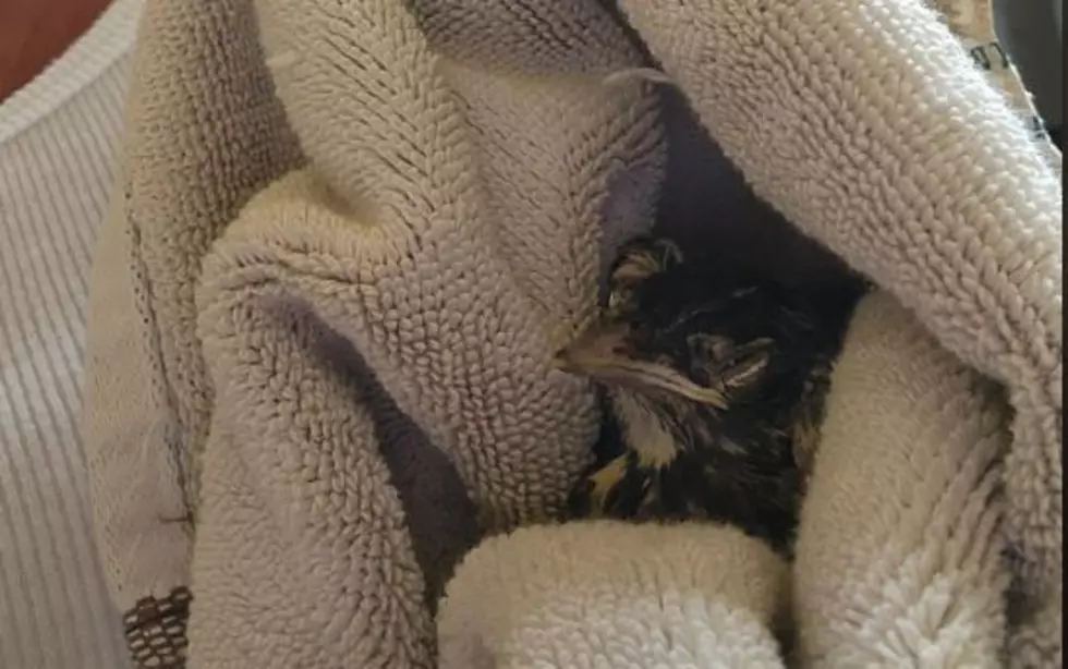 What to do if You Find an Abandoned Baby Bird?