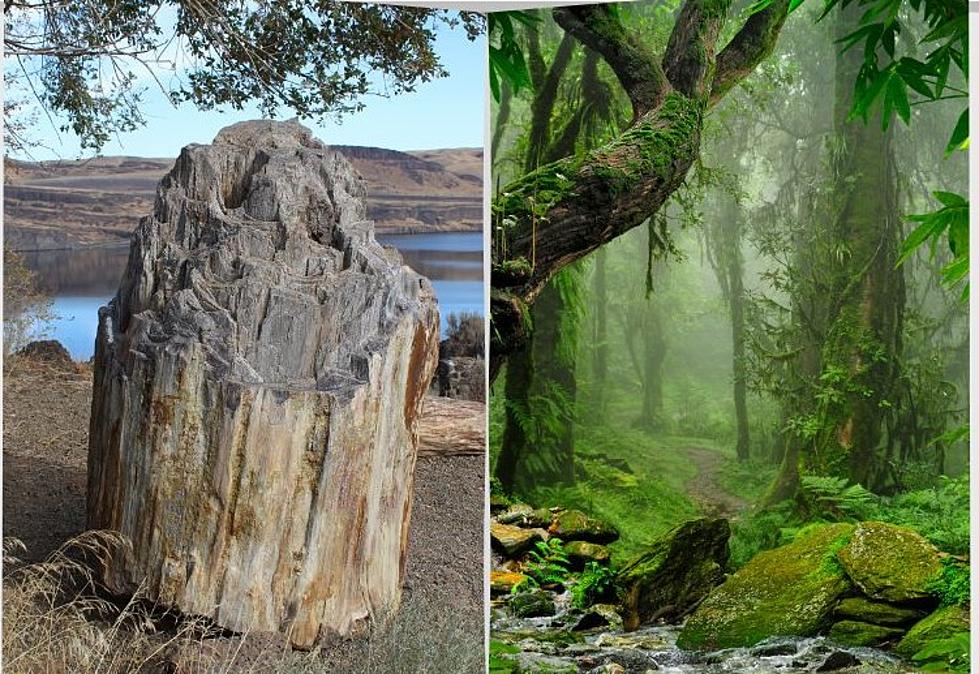 This State Park Near Tri-Cities Was Once a Subtropical Jungle, Now it&#8217;s Petrified
