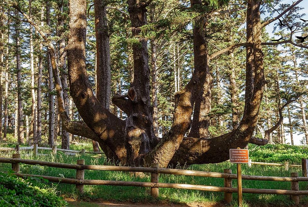 300 Year Old Tree in Oregon Was Purposely Shaped to Hold Dead 
