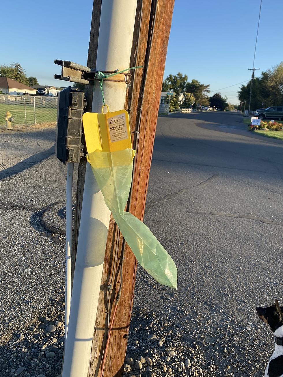 DON&#8217;T TOUCH These Green Bags on Utility Poles in Tri-Cities