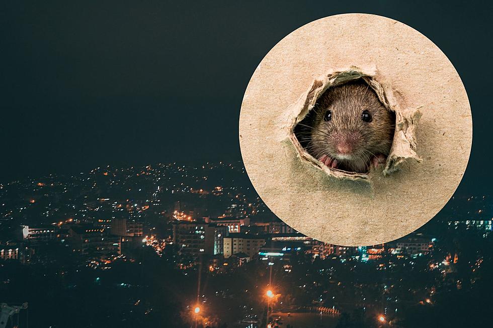 Congrats! These Washington & Oregon Cities Made the Rattiest Cities in U.S. List